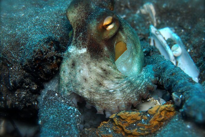 Try Scuba Diving in a turtle area (boat) - The Flexibility of Booking and Cancellation Policies