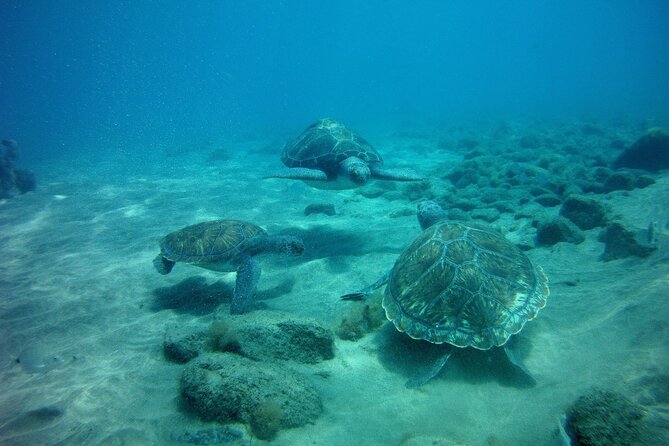 Try Scuba Diving in a turtle area (boat) - What Makes This Tour Stand Out
