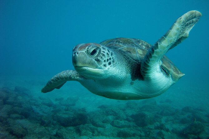 Try Scuba Diving in a turtle area (boat) - Limitations and Considerations