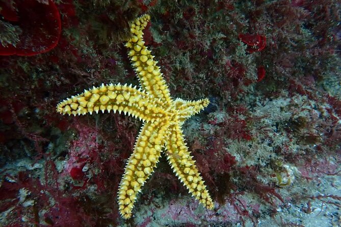 Try Scuba Diving in Arrabida Natural Park (Near Lisbon) with pictures - Underwater Photos Capturing Your First Scuba Moments