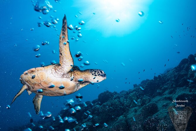 Try Scuba Diving in Kauai From a Boat for Non-Certified Divers - Embracing the Underwater Marine Life and Reef Ecosystems