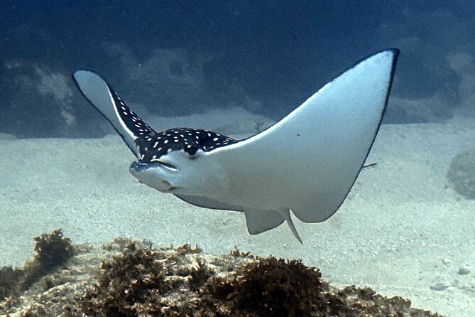 Try Scuba Diving in Kauai From a Boat for Non-Certified Divers - Who Will Most Enjoy This Kauai Scuba Experience