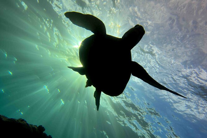 Try Scuba Diving in Kauai: No Experience Needed - Key Points