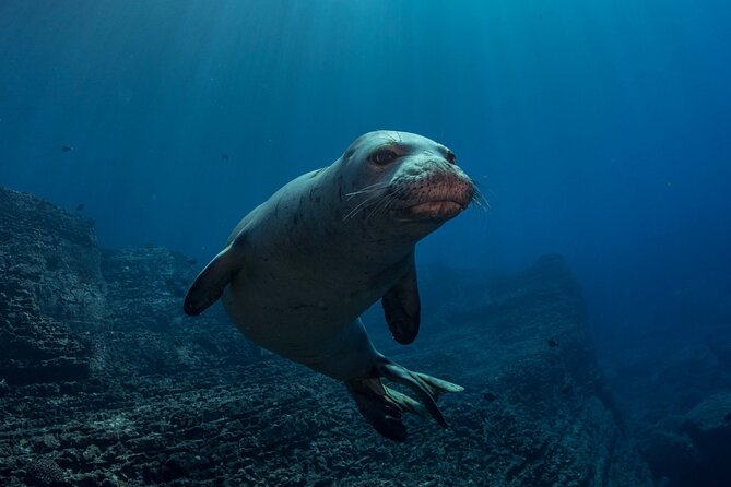 Try Scuba Diving in Kauai: No Experience Needed - What the Training and Skills Practice Entail