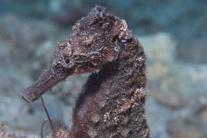 Try Scuba Diving in Kauai: No Experience Needed - Weather, Cancellation, and Flexibility