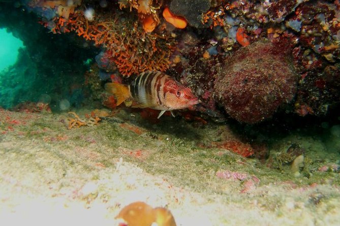 Try Scuba Diving in Split - Pick-up and Meeting Point in Split