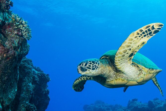 Try Scuba Diving on Kauai with Sea Turtles - The Unique Features of the Guided Scuba Experience
