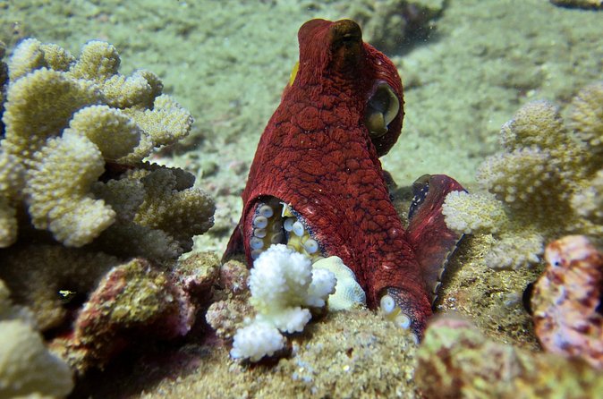 Try Scuba Diving on Kauai with Sea Turtles - The Safety and Instruction Approach of Nick and Jessie