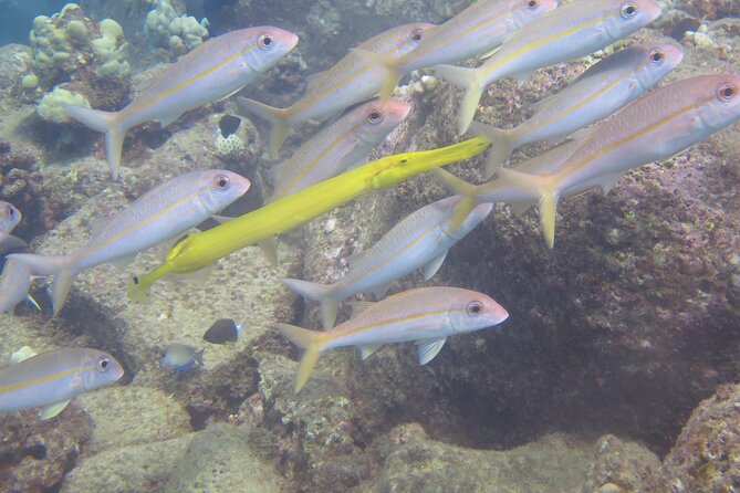 Try Scuba Diving on Kauai with Sea Turtles - The Value of an Intimate Small Group Tour