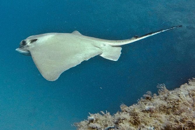 TRY SCUBA DIVING with a Dedicated Instructor - Equipment and Gear Included