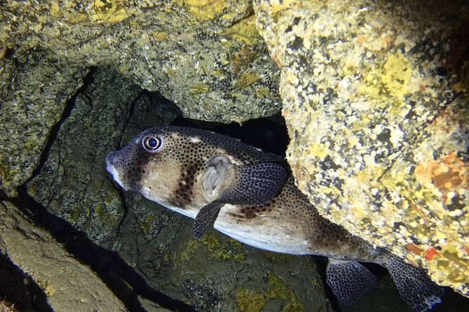 TRY SCUBA DIVING with a Dedicated Instructor - Flexibility and Cancellation Policy