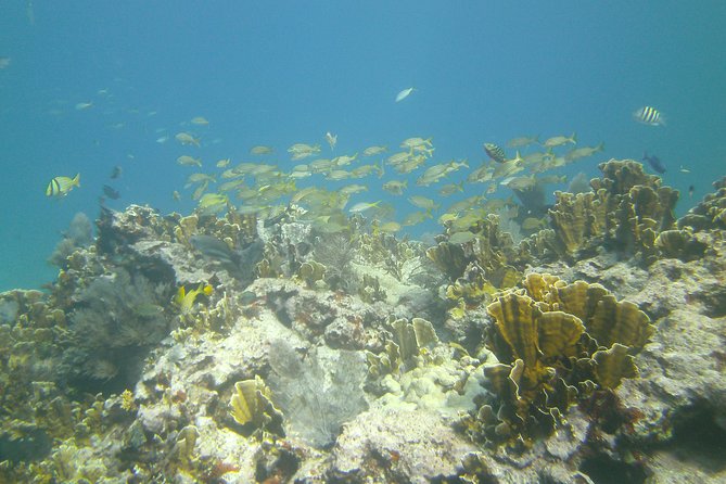 Try Scuba Diving with Professional Scuba Instructor - Starting Point at Key Largo’s Marine Environment