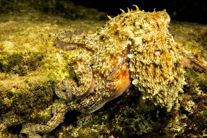 Try Scuba in Crete  Free Certification & Photos (Beginners) - Who Should Consider This Tour?