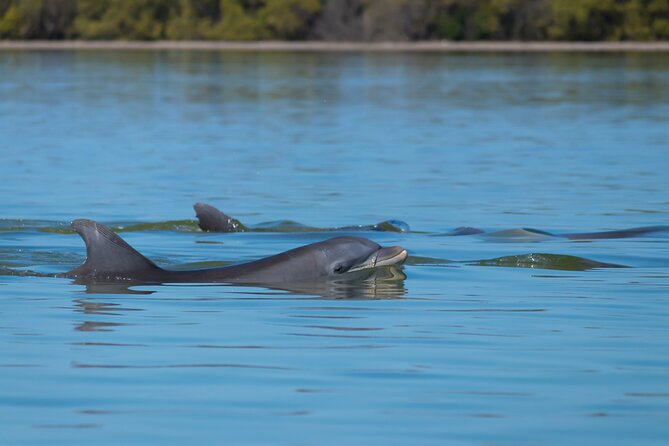 Tubing and Dolphins Up to 6 Guests - Flexibility and Cancellation Policy