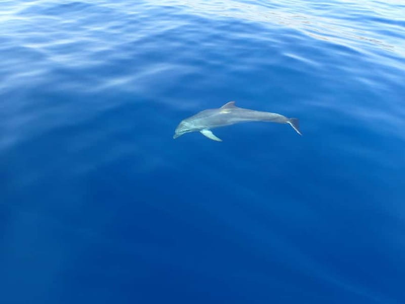 Tucepi: Snorkeling Boat Tour at the Makarska Riviera - Flexibility and Weather Dependence