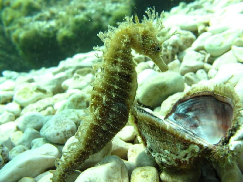 Tuepi: Adriatic Sea Diving Lessons with Guided Dive & Gear - Physical Requirements and Safety Precautions