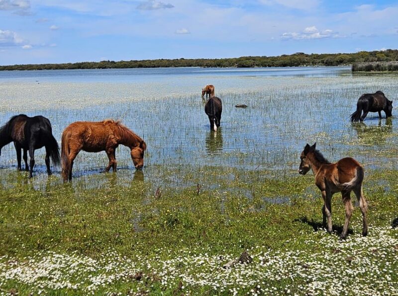 Tuili: Wild Giara Tour - Tuili: Wild Giara Tour – An Authentic Sardinian Nature Adventure for $56.94