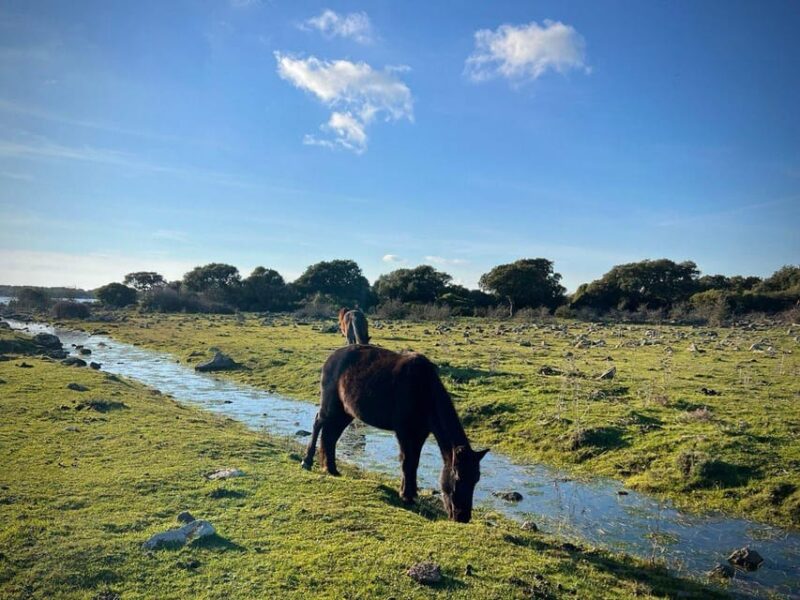 Tuili: Wild Giara Tour - Key Points