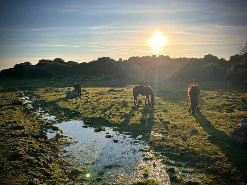 Tuili: Wild Giara Tour - Discovering the Wild Giara: The Unique Habitat of the Last Wild Horses in Europe