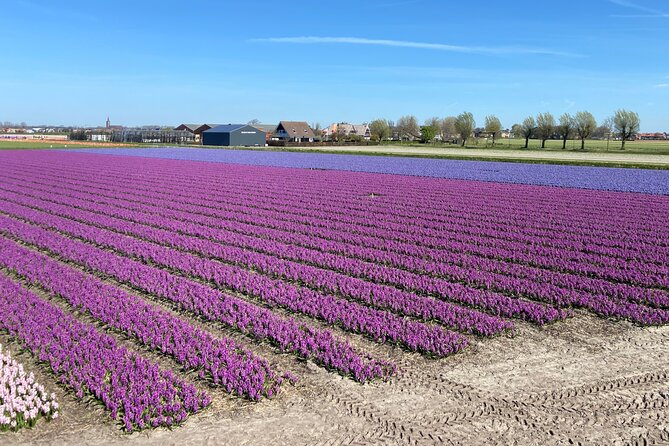 Tulip Fields Tour near Keukenhof - Self-drive with Audio Guide - Frequently Asked Questions