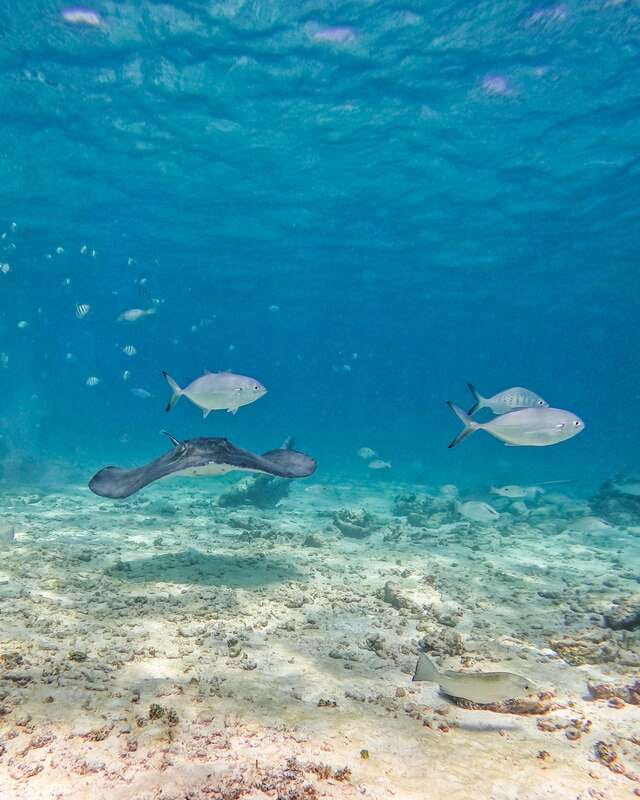 Tulum: 2-Hour Snorkeling in Two Spots of Tulum's Reef - Practical Tips for Snorkelers