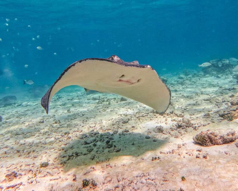 Tulum: 2-Hour Snorkeling in Two Spots of Tulum's Reef - Flexibility and Booking Options