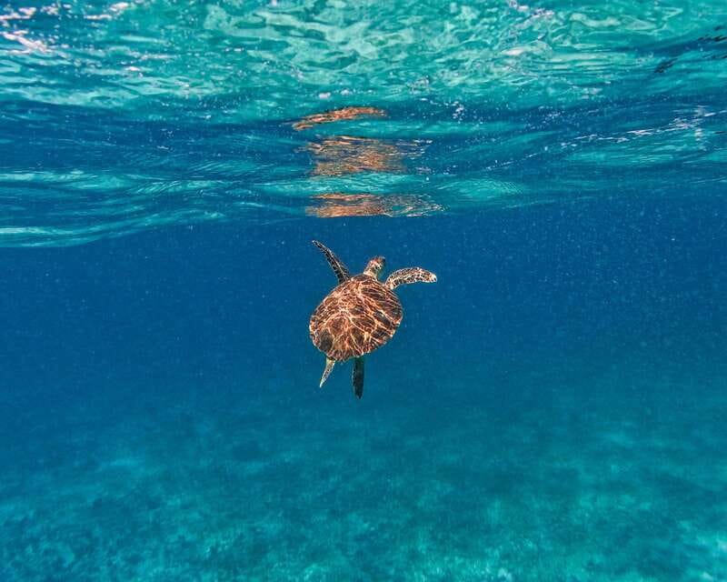 Tulum: 2-Hour Snorkeling in Two Spots of Tulum's Reef - Customer Satisfaction and Notable Reviews