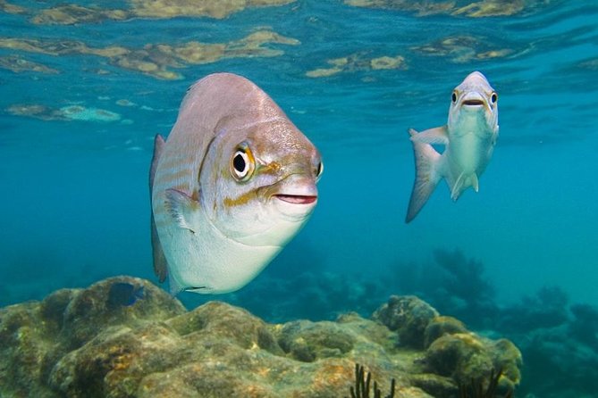 Tulum and Turtles Experience - Practical Details: Transportation and Group Size