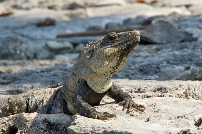 Tulum, Coba ruins and The Cenote 6 hours Private Tour - Key Points