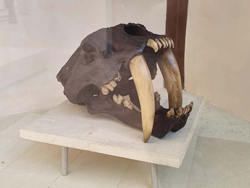 Tulum Jaguar Park Day Pass: snorkeling, lunch at the beach, and exploring the area - Key Points