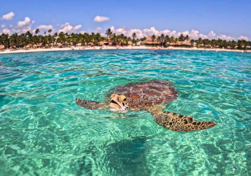 Tulum Jaguar Park Day Pass: snorkeling, lunch at the beach, and exploring the area - Visiting the Beach and Reef Spot