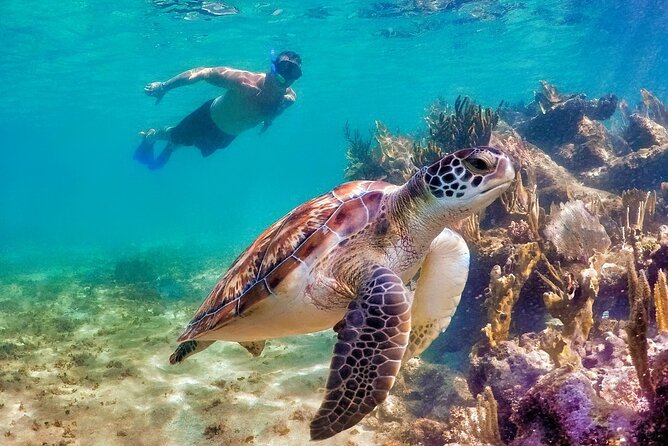 Tulum Mayan Ruins and Snorkeling with Turtles at Akumal - The Experience for Different Types of Visitors
