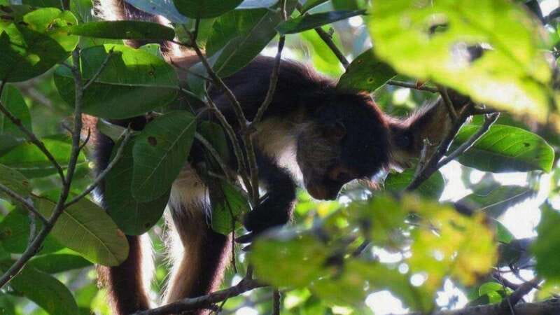 Tulum: Monkey Sanctuary Adventure - Key Points