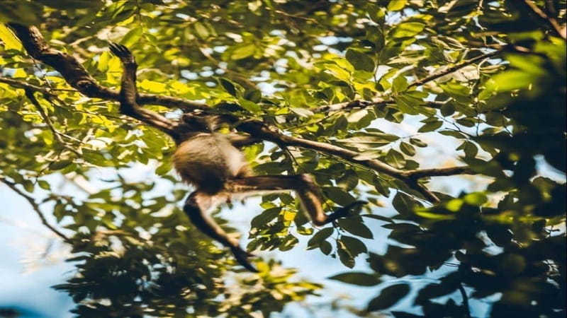 Tulum: Monkey Sanctuary Adventure - Whats Included and Whats Not