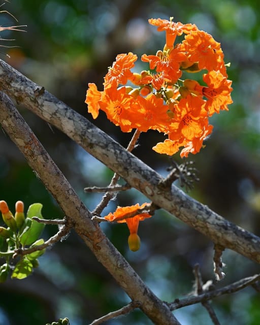 Tulum: Monkey Sanctuary Adventure - Physical Requirements and Accessibility