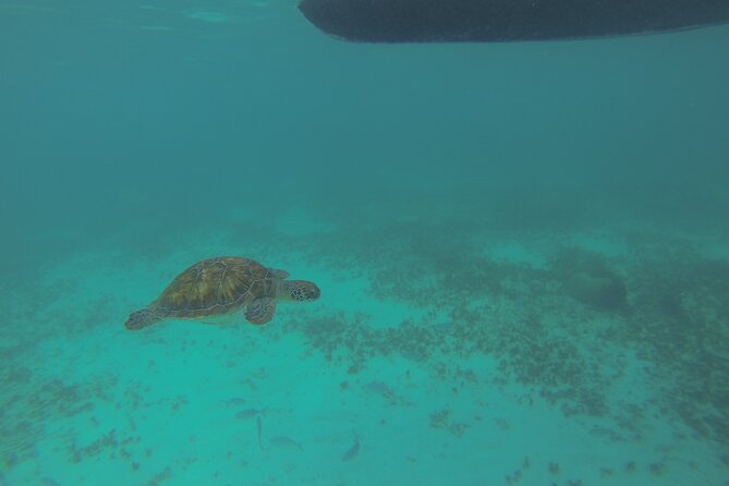 Tulum Private Boat Tour & Turtle Snorkeling Experience - Key Points