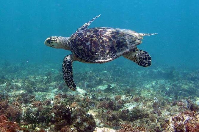 Tulum Private Boat Tour & Turtle Snorkeling Experience - Snorkeling at Playa Pescadores with Turtles and Colorful Fish
