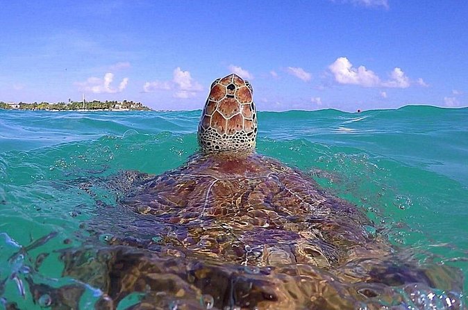 Tulum Ruinas and Tortugas Express - Practical Details: Meeting Point and Timing