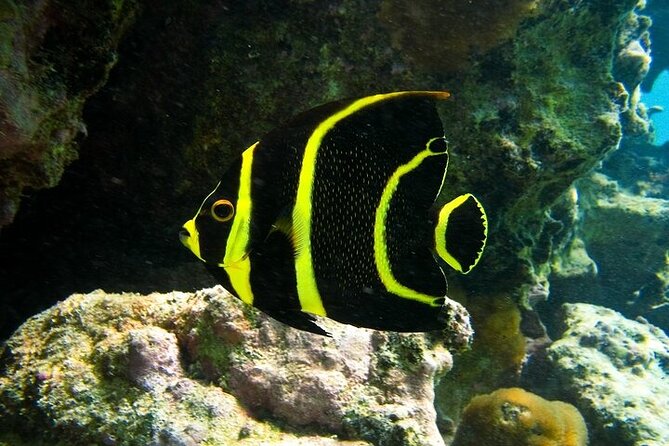 Tulum Ruins and Turtle Search at Akumal Plus Underground Cenote - Key Points