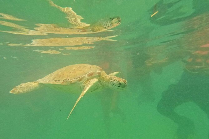 Tulum Ruins and Turtle Search at Akumal Plus Underground Cenote - Who Will Appreciate This Tour Most