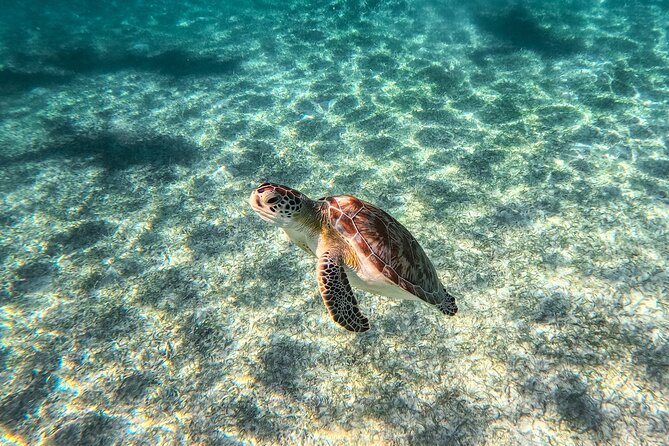 Tulum Ruins, Sea Turtles & Cenote Snorkeling Adventure Tour - Snorkeling in the Nohoch Nah Chich Cenote