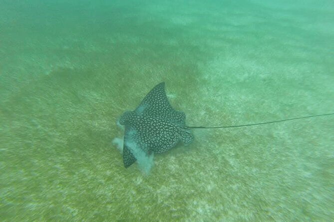 Tulum Ruins Snorkel with Sea Turtle and Cenotes Private Tour - All-Inclusive Amenities and Meals