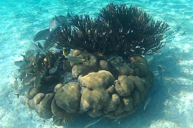 Tulum Ruins Snorkel with Sea Turtle and Cenotes Private Tour - Tips for the Perfect Day