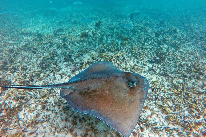 Tulum Ruins, Snorkeling with Turtles and Underground Caves - Logistics: Transportation, Pickup, and Group Size