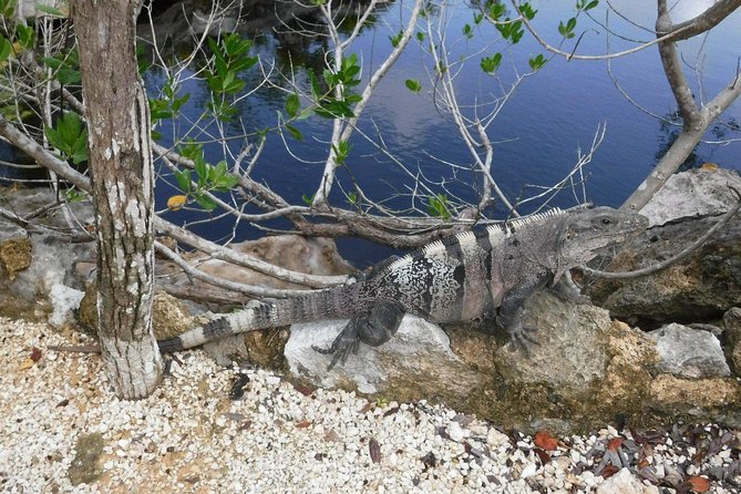Tulum Ruins Tour (Private, Half Day) - Suitability for Families and All Ages