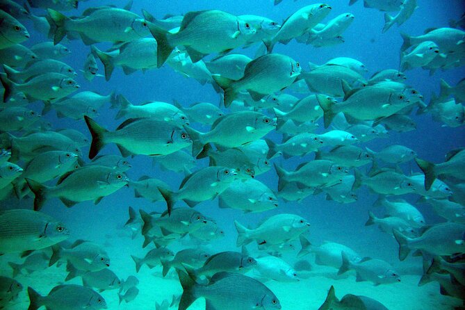 Tulum Ruins, Turtle Sighting and Underground Caves - Included Items and Practical Details