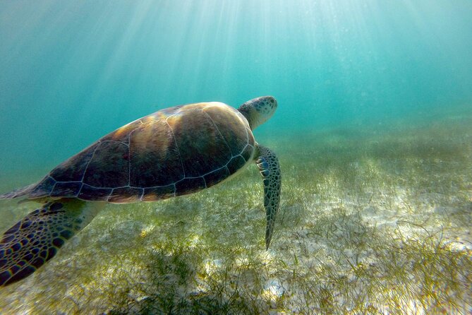 Tulum Ruins, Turtle Sighting and Underground Caves - Additional Fees and Booking Considerations