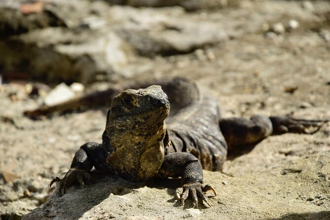 Tulum Ruins, Turtles in Akumal and Cenote tour - Logistics: Convenient Pickup, Transportation, and Group Size