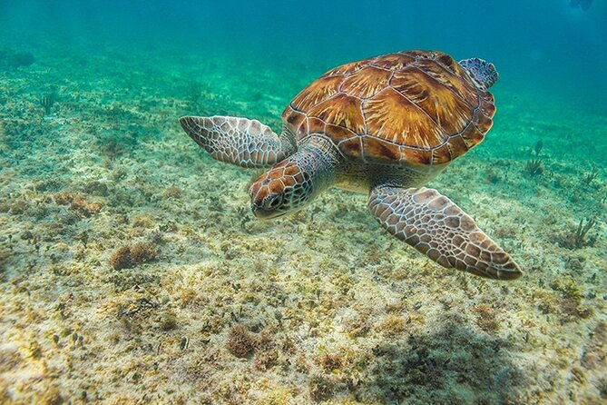 Tulum, Snorkeling with Sea Turtles, Cenote and Beachside Lunch - Physical Requirements and Accessibility