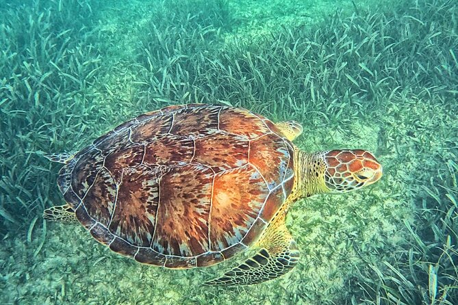 Tulum & Tortugas All Inclusive - Explore the Tulum Archaeological Site with Ocean Views